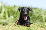 BEAUCERON 435